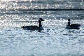 Wildlife At Oxbow Nature Conservancy As Winter Storm Blair Approaches