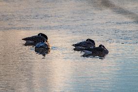 Wildlife At Oxbow Nature Conservancy As Winter Storm Blair Approaches