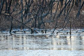 Wildlife At Oxbow Nature Conservancy As Winter Storm Blair Approaches