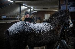 Icelandic Horses