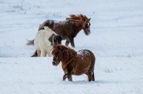 Icelandic Horses