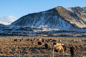 Icelandic Horses