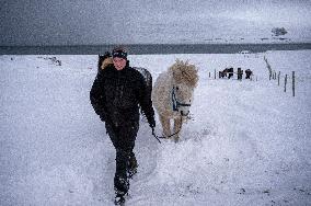 Icelandic Horses