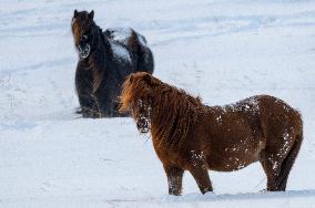 Icelandic Horses