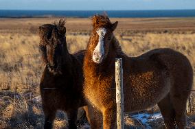 Icelandic Horses