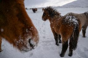 Icelandic Horses