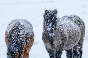 Icelandic Horses