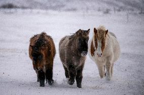 Icelandic Horses