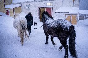 Icelandic Horses