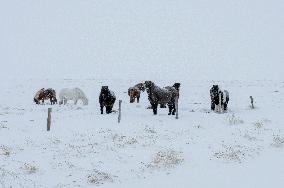 Icelandic Horses