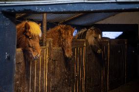 Icelandic Horses