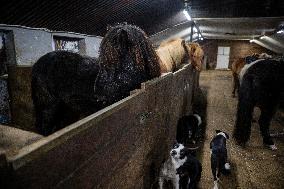 Icelandic Horses