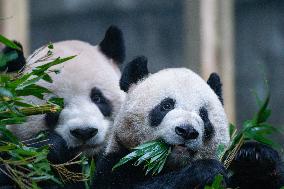 Giant Panda