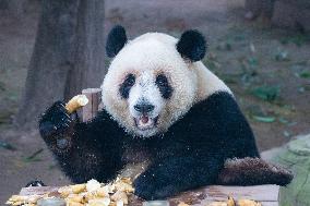 Giant Panda