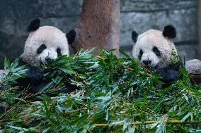 Giant Panda