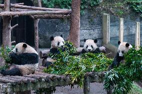 Giant Panda