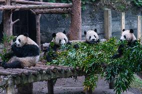 Giant Panda