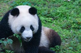 Giant Panda