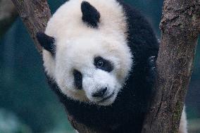 Giant Panda