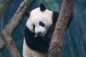 Giant Panda