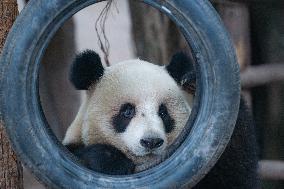 Giant Panda