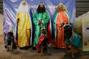 Dogs And Police In Mexico City Dress Up As The Three Wise Men