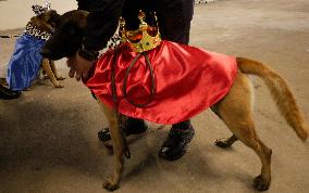 Dogs And Police In Mexico City Dress Up As The Three Wise Men