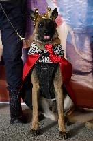 Dogs And Police In Mexico City Dress Up As The Three Wise Men