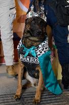 Dogs And Police In Mexico City Dress Up As The Three Wise Men