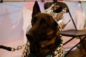 Dogs And Police In Mexico City Dress Up As The Three Wise Men