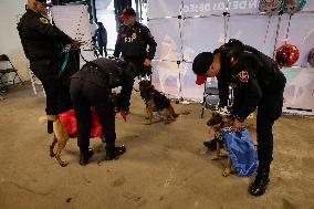 Dogs And Police In Mexico City Dress Up As The Three Wise Men