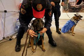 Dogs And Police In Mexico City Dress Up As The Three Wise Men