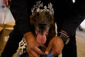 Dogs And Police In Mexico City Dress Up As The Three Wise Men