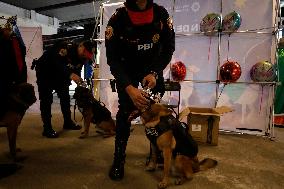 Dogs And Police In Mexico City Dress Up As The Three Wise Men