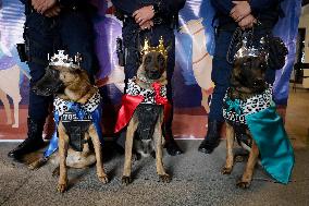 Dogs And Police In Mexico City Dress Up As The Three Wise Men