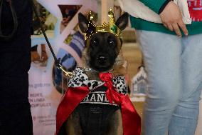 Dogs And Police In Mexico City Dress Up As The Three Wise Men