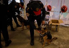 Dogs And Police In Mexico City Dress Up As The Three Wise Men