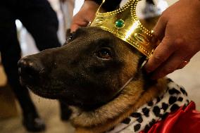 Dogs And Police In Mexico City Dress Up As The Three Wise Men