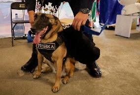 Dogs And Police In Mexico City Dress Up As The Three Wise Men