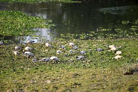 India Wildlife