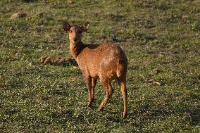 India Wildlife