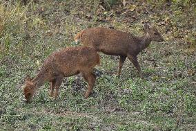 India Wildlife