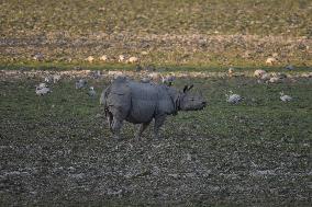 India Wildlife