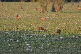 India Wildlife