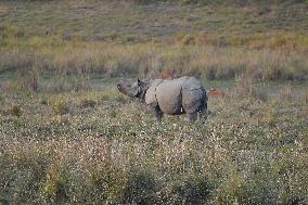 India Wildlife