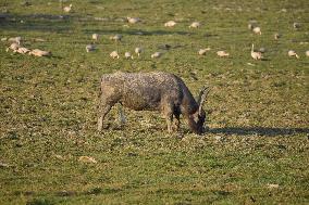 India Wildlife