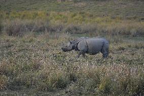 India Wildlife