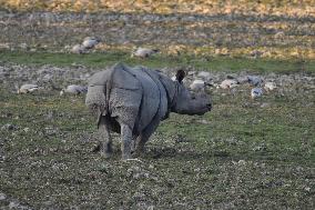 India Wildlife