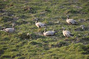 India Wildlife