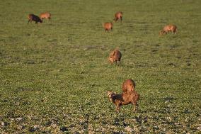 India Wildlife